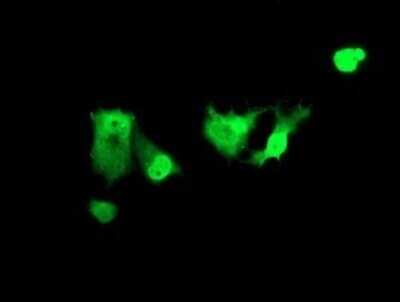 Immunofluorescence: ZNF447 Antibody (OTI2H7) [NBP2-45442]