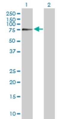 Western Blot: ZNF447 Antibody [H00065982-D01P]