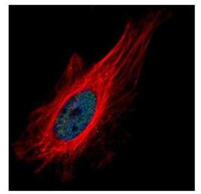 Immunocytochemistry/ Immunofluorescence: ZNF449 Antibody [NBP1-32591]