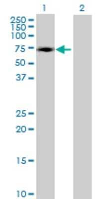 Western Blot: ZNF449 Antibody [H00203523-B01P]