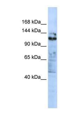 Western Blot: ZNF451 Antibody [NBP1-80330]