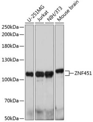 Western Blot: ZNF451 AntibodyAzide and BSA Free [NBP2-94743]