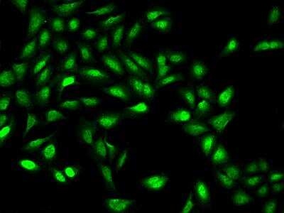 Immunocytochemistry/ Immunofluorescence: ZNF462 Antibody [NBP3-06286]