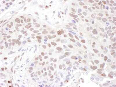 Immunohistochemistry-Paraffin: ZNF462 Antibody [NBP1-78192]