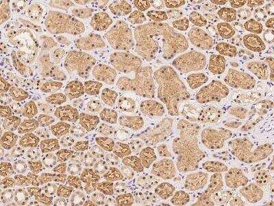 Immunohistochemistry-Paraffin: ZNF462 Antibody [NBP3-06286]