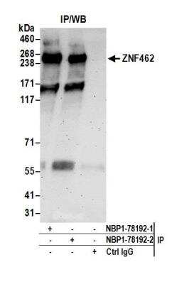 Immunoprecipitation: ZNF462 Antibody [NBP1-78192]