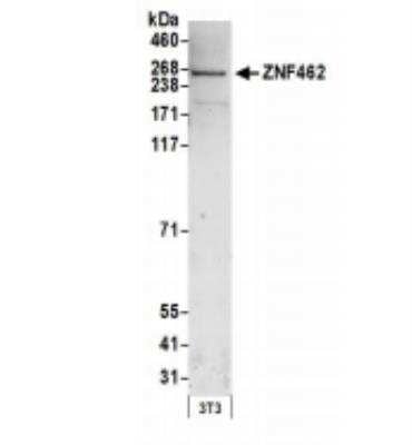 Western Blot: ZNF462 Antibody [NBP1-78192]