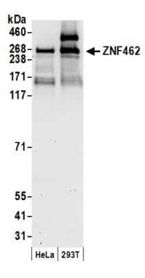 Western Blot: ZNF462 Antibody [NBP1-78192]