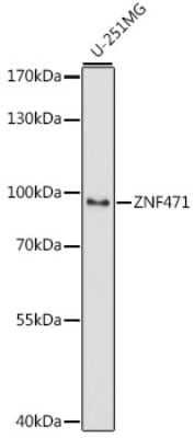 Western Blot: ZNF471 AntibodyAzide and BSA Free [NBP2-94671]