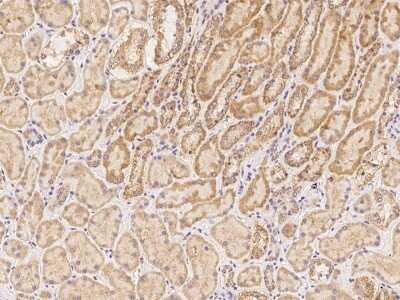 Immunohistochemistry-Paraffin: ZNF480 Antibody [NBP3-06332]