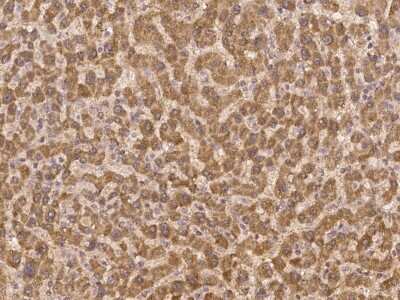 Immunohistochemistry-Paraffin: ZNF480 Antibody [NBP3-06332]