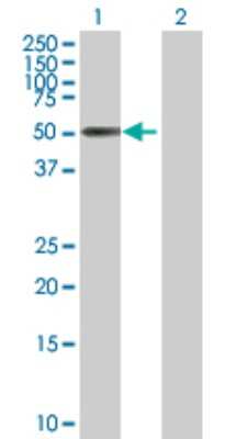Western Blot: ZNF480 Antibody [H00147657-B01P]
