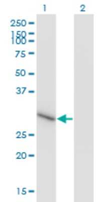 Western Blot: ZNF483 Antibody (1E7) [H00158399-M01]