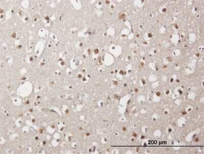 Immunohistochemistry-Paraffin: ZNF483 Antibody [H00158399-B01P]