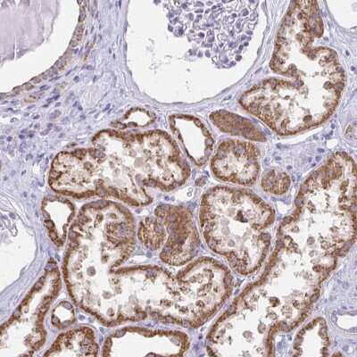 Immunohistochemistry-Paraffin: ZNF483 Antibody [NBP2-31592]