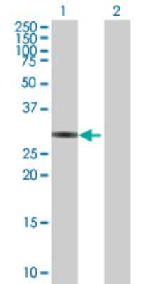 Western Blot: ZNF483 Antibody [H00158399-B01P]