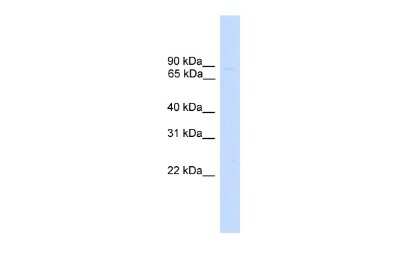 Western Blot: ZNF483 Antibody [NBP2-88696]