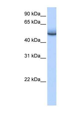 Western Blot: ZNF486 Antibody [NBP1-79461]