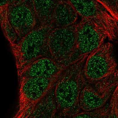 Immunocytochemistry/ Immunofluorescence: ZNF488 Antibody [NBP2-54918]