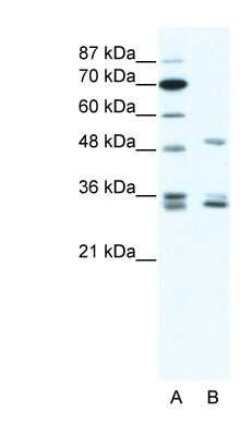 Western Blot: ZNF488 Antibody [NBP1-80174]