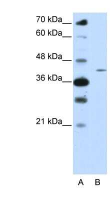 Western Blot: ZNF488 Antibody [NBP1-80421]