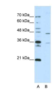 Western Blot: ZNF488 Antibody [NBP1-80422]