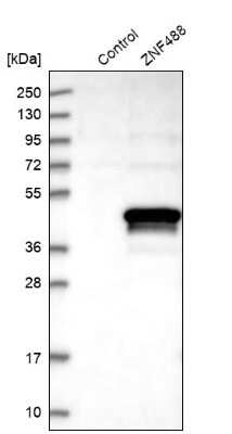 Western Blot: ZNF488 Antibody [NBP1-82006]