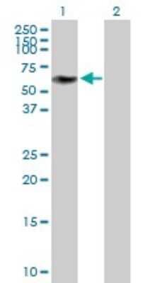 Western Blot: ZNF490 Antibody [H00057474-B01P]