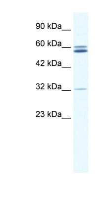 Western Blot: ZNF491 Antibody [NBP1-80154]