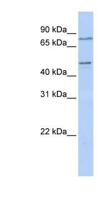 Western Blot: ZNF491 Antibody [NBP1-80403]