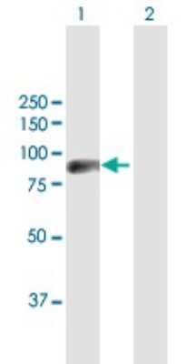 Western Blot: ZNF496 Antibody [H00084838-B01P]