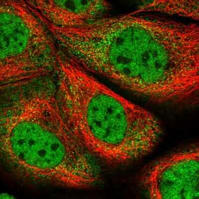 Immunocytochemistry/ Immunofluorescence: ZNF500 Antibody [NBP1-81502]