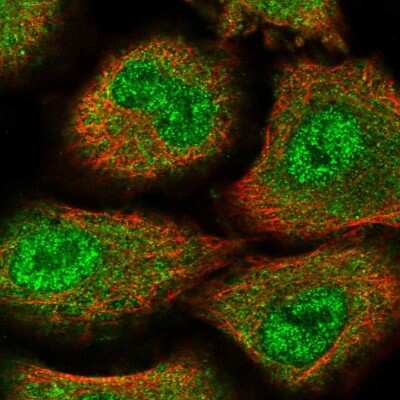 Immunocytochemistry/ Immunofluorescence: ZNF500 Antibody [NBP2-58239]