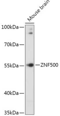 Western Blot: ZNF500 AntibodyAzide and BSA Free [NBP2-94358]