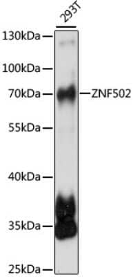 Western Blot: ZNF502 AntibodyAzide and BSA Free [NBP2-93235]