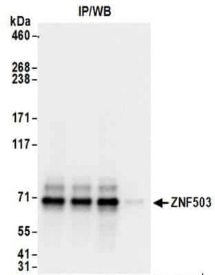 Immunoprecipitation: ZNF503 Antibody [NBP2-32130]