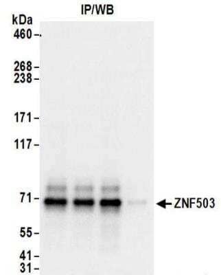 Immunoprecipitation: ZNF503 Antibody [NBP2-32131]