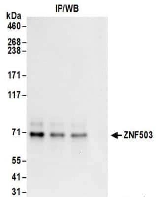 Immunoprecipitation: ZNF503 Antibody [NBP2-32132]