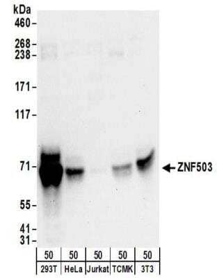 Western Blot: ZNF503 Antibody [NBP2-32130]