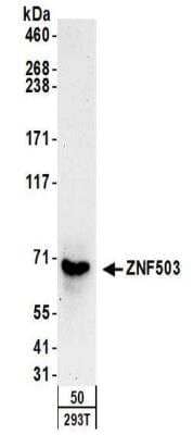 Western Blot: ZNF503 Antibody [NBP2-32132]