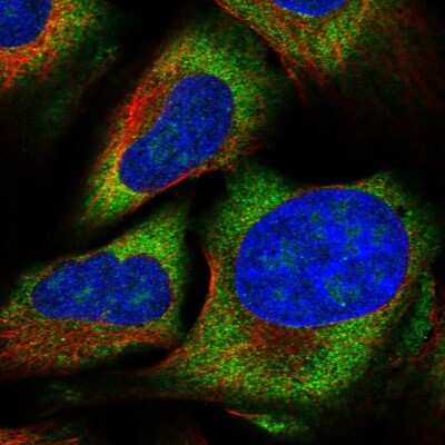 Immunocytochemistry/ Immunofluorescence: ZNF507 Antibody [NBP1-82932]