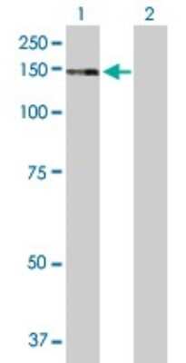 Western Blot: ZNF507 Antibody [H00022847-B01P]