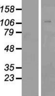 Western Blot: ZNF507 Overexpression Lysate [NBP2-07252]