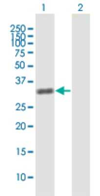 Western Blot: ZNF509 Antibody [H00166793-B01P]