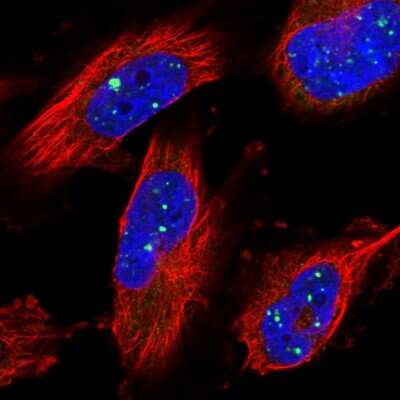 Immunocytochemistry/ Immunofluorescence: ZNF514 Antibody [NBP1-82232]