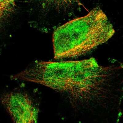 Immunocytochemistry/ Immunofluorescence: ZNF516 Antibody [NBP1-93685]