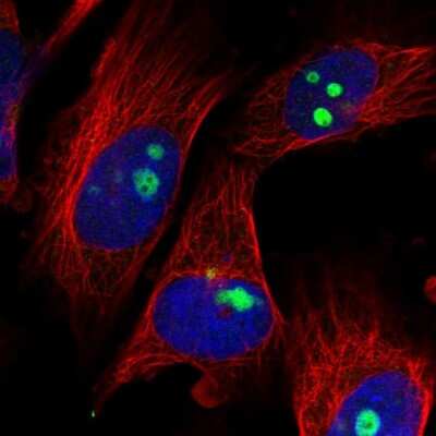 Immunocytochemistry/ Immunofluorescence: ZNF519 Antibody [NBP1-81953]