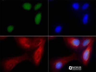 Immunocytochemistry/ Immunofluorescence: ZNF521 Antibody - BSA Free [NBP1-91270]