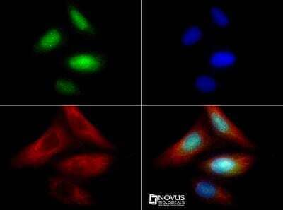 Immunocytochemistry/ Immunofluorescence: ZNF521 Antibody - BSA Free [NBP1-91271]