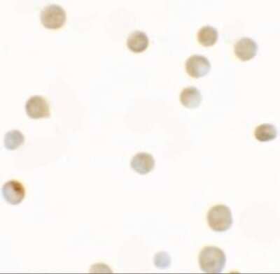 Immunocytochemistry/ Immunofluorescence: ZNF521 Antibody - BSA Free [NBP2-41174]